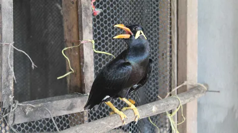 แสนรู้! นกขุนทองอู้คำเมือง เปิดกรงไม่หนี