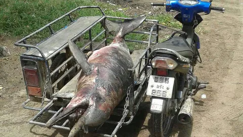 พบซากโลมาหลังโหนก ตายเกยตื้นหาดหยงหลิง