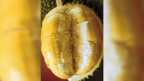 “ทุเรียนหมอนเขียว” อร่อยราคาดี