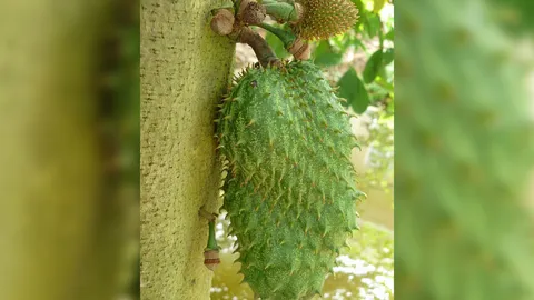 ทดสอบพิษทุเรียนเทศ ใบแห้ง..มีลุ้นสู้มะเร็ง