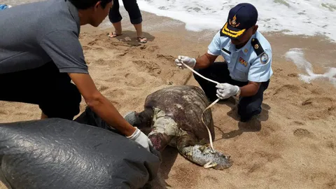 พบ 'เต่าตนุ' 60 กก. ตายเกยหาดระยอง คาดกินถุงพลาสติก