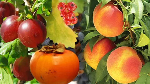 ปลูกต้นแม่ผลไม้ ออกผล 50 ชนิด