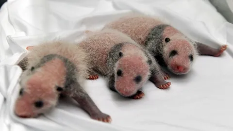 จีนเผยภาพ ลูกแพนด้า 'แฝด3' คอกแรกของโลก (ชมคลิป)