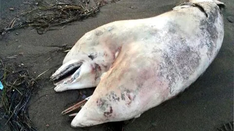 ประหลาด! พบซากโลมา 2 หัว เกยหาดตุรกี