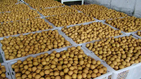 วว.ผุด 'รมควันซัลเฟอร์ฯ' ยืดอายุลำไย แก้ปัญหาล้นตลาด