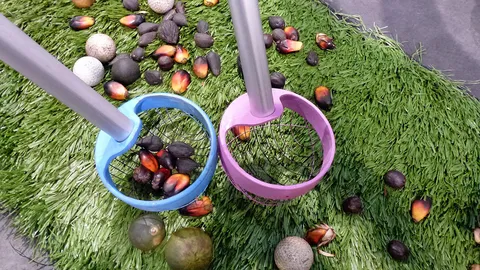 พลุ้ง..เก็บผลปาล์มร่วง