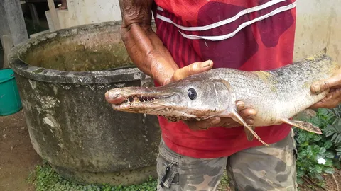 พบ 'ปลาจระเข้' ในคลองจ.สุโขทัย ชี้เป็นปลาต่างถิ่น  
