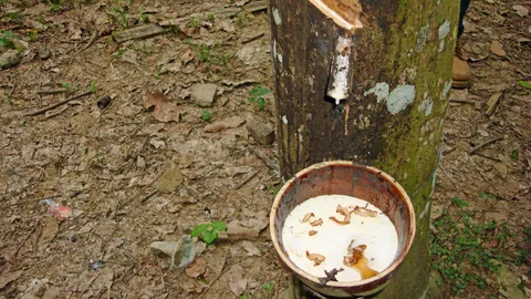 ชุมนุมสหกรณ์ชาวสวนยางฯ จ่อตั้ง รง.ผลิต 'ล้อยาง' ช่วยกันเอง