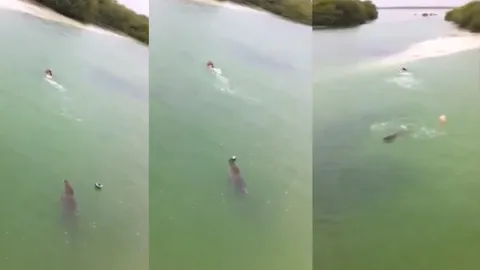 วินาทีชีวิต!! หนุ่มเม็กซิโกว่ายน้ำหนี ตะเข้ จ่อขย้ำ (ชมคลิป) 