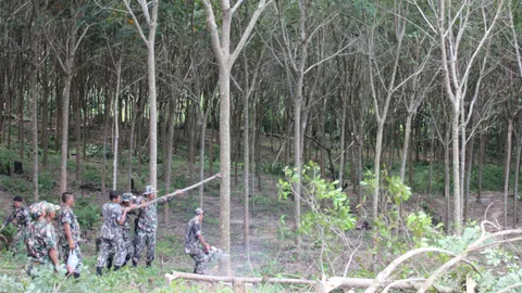 ทวงคืนผืนป่า-ลุยโค่นต้นยางรุกอุทยานฯเกาะพีพี  (ชมคลิป)