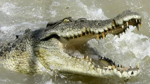 สุดสลด !! ชายออสซี่โดนไอ้เข้ยักษ์ขย้ำกินต่อหน้าเมีย