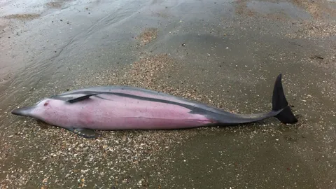 น่าห่วง!'โลมา' ลายจุดเกยตื้นชายหาดตรัง ตาย 1 สาหัส 1 