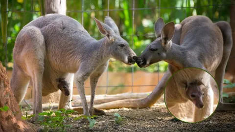 น่ารัก! ลูกจิงโจ้แดงลืมตาดูโลก สวนสัตว์ชวนตั้งชื่อ