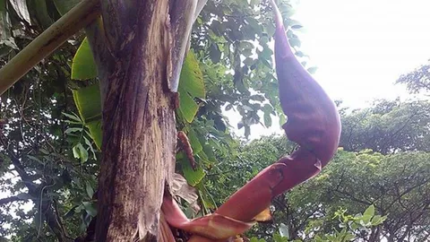 ฮือฮา ‘กล้วยพญานาค‘ ออกปลีกลางลำต้น-แห่ดูตีเลขเด็ด