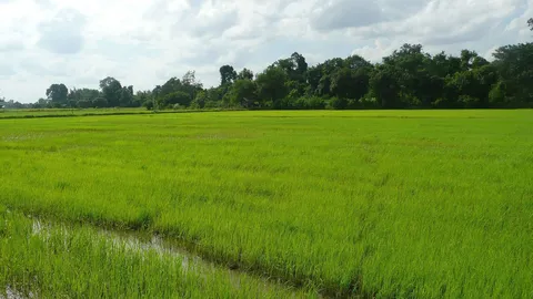 สร้างแผนที่พื้นที่ปลูกข้าว