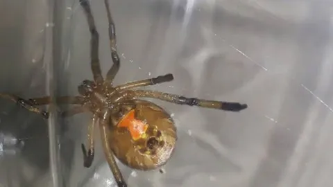 ผวา! แมงมุมแม่ม่ายสีน้ำตาลโผล่อีกที่เมืองคอน