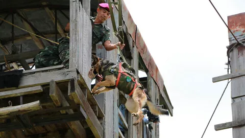 สุนัขทหารฝึกโดดหอ รองรับภารกิจสำคัญในอนาคต