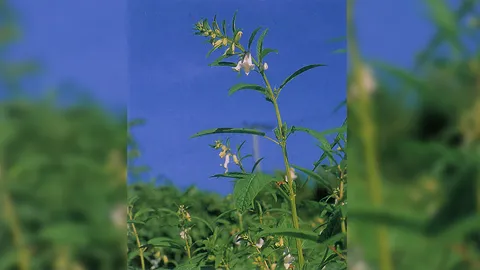 "งา" กับสรรพคุณน่ารู้