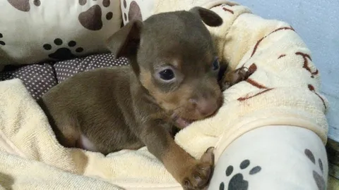 สิงคโปร์ห้ามน้องหมาเห่า