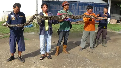 จับงูเหลือมยาว 4 ม.มีหงอนคล้ายพญานาค ชาวบ้านแห่ขอเลขเด็ด