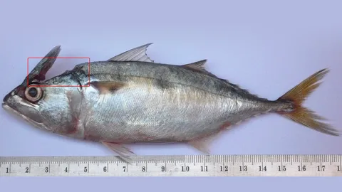 หูปลาทู..แยกเผ่าพันธุ์