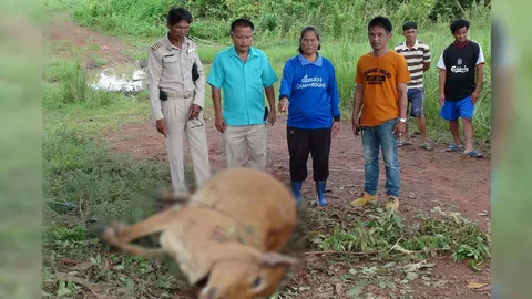 โจรบาปขโมยโคพระราชทาน ลากไม่ไปตีตายทั้งกลม (ชมคลิป)