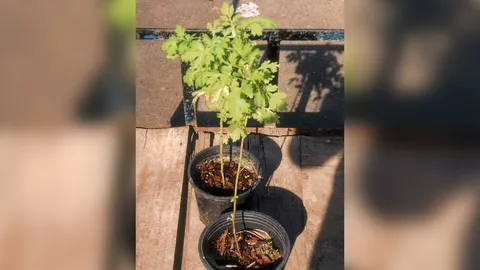 "โกฐจุฬาลัมพา" แก้หืดไอ