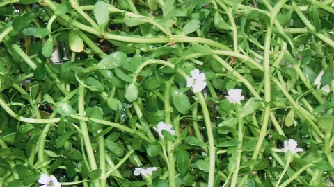 อภ.ผุดแคปซูลสมุนไพร 'พรมมิ' บำรุงสมองช่วยจำ