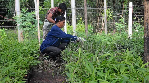 คุมราคา 'หญ้ารีแพร์' ขายดีต้นละ 300