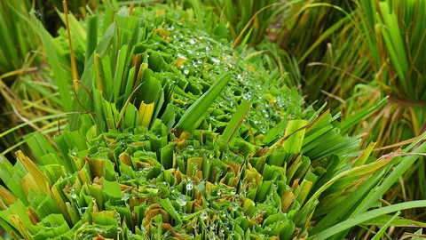 เตือนชาวนา...เมินข้าวเบา