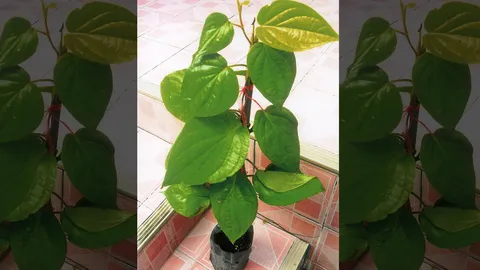 "ใบพลู-ใบฝรั่ง" ดับกลิ่นปากจากเศษอาหาร