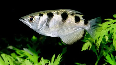 ปลาเสือไทย เป็น“พลแม่นปืน”