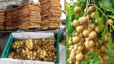 ดัชนีราคายางพารา-ลำไย-ลองกองเดือนส.ค.ร่วงไม่กระเตื้อง