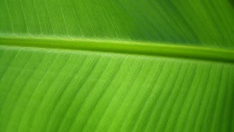 อึ้ง! 'ใบตองอ่อน' รักษาแผลหายเร็วกว่าผ้าก๊อซ