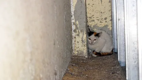 รุดช่วยลูกแมว ติดซอกผนังแบงก์นาน 3 วัน