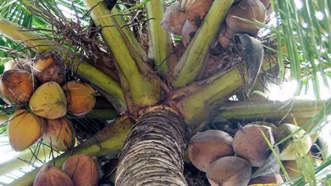 หนุ่มภูเก็ตปีนเก็บมะพร้าว พลัดตกจากต้นปอดฉีกดับ