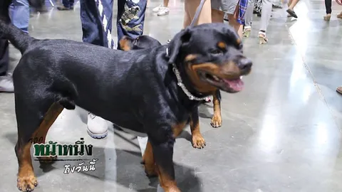 รายการ จากหน้าหนึ่งถึงวันนี้ ตอน ร็อตไวเลอร์ สัตว์เลี้ยง หรือสัตว์ร้าย 