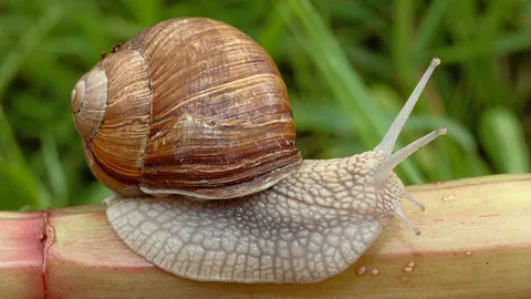 สวยใสด้วยเมือกหอยทาก