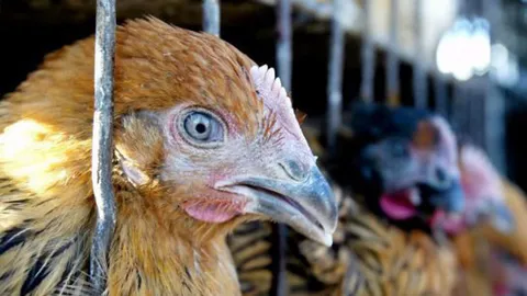 ปศุสัตว์เฝ้าระวังหวัดนก H5N6