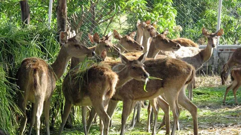 ลูกผสมรูซ่า+แซมบาร์