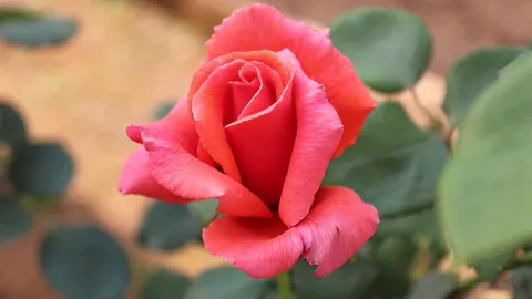 สัมผัสกุหลาบภูพิงค์ 7 สายพันธ์ุครั้งแรก