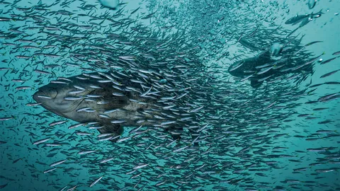 สารคดี : พญามัจฉา