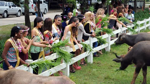 85 สาวเวทีมิสแกรนด์ฯ ร่วมกิจกรรมปลูกข้าว-ให้อาหารสัตว์ 