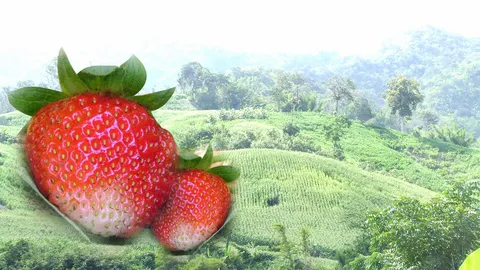 อันซีน..อุทัยธานี สตรอเบอร์รี่หยุดรุกป่า