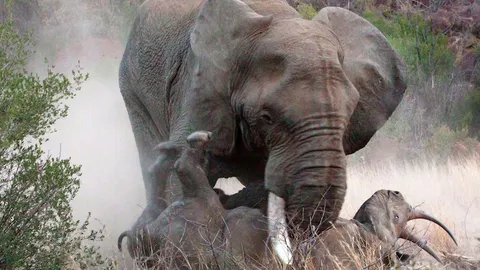 สะเทือนใจ !! ช่างภาพแอฟริกาใต้  บันทึกภาพนาทีชีวิต‘ ช้างสู้กับแรด’กลางป่า