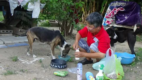 พบครูเทคนิคจิตอาสาเลี้ยงสุนัขจรจัดกว่า 7 ปี