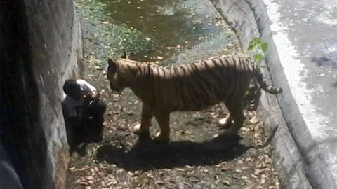 สลด หนุ่มอินเดียปีนเข้ากรงเสือขาวในสวนสัตว์ ถูกขย้ำดับ