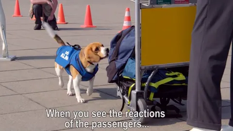 KLM ได้พนักงานใหม่ น้องหมาบีเกิ้ล หาของหายที่สนามบิน