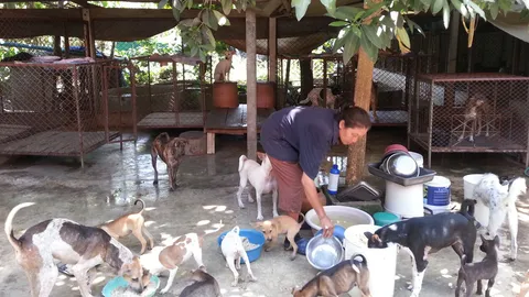 วอนช่วยสาวใหญ่ใจบุญ เลี้ยงหมา-แมวจรจัดกว่า 200 ตัว