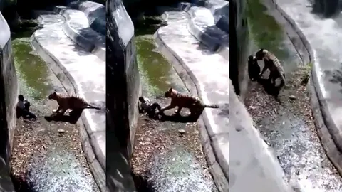 เผยคลิปนาทีเสือขาวสวนสัตว์อินเดีย ขย้ำหนุ่มดับคากรง (ชมคลิป)